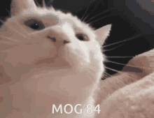 mog84 mog