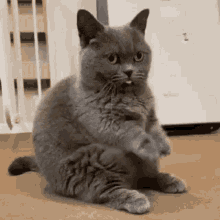 Derp Cat GIF - Derp Cat GIFs