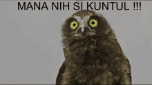 mana nih si kuntuk handi wiharja burung hantu mencari orang goyang kepala mana nih si kuntuk handi wiharja burung hantu mencari orang goyang kepala
