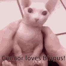 Connor Bingus GIF - Connor Bingus Love GIFs