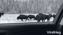 Bison Herd GIF - Bison Herd Buffalo GIFs