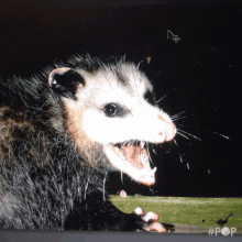 Possum Girl GIF - Possum Girl Yell GIFs