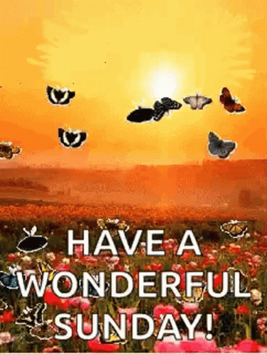 Butterflies Have A Wonderful Sunday GIF - Butterflies Have A Wonderful Sunday Sunday GIFs