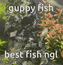 Guppy Guppies GIF - Guppy Guppies Fish GIFs