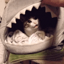 [Image: cat-shark-mouth.gif]