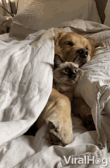 snuggle viralhog friendship let us sleep cat and dog