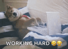 Doggo Typing GIF - Doggo Typing Dog GIFs