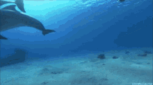 Dolphin GIF - Dolphin GIFs