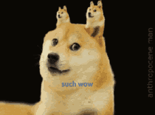 Such Wow GIFs | Tenor