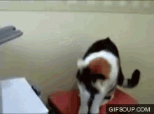 Copy Cat GIF - Cat Printer Paw GIFs