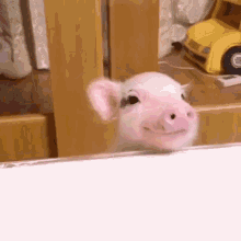 Cute Pig Polite Pig GIF - Cute Pig Polite Pig GIFs