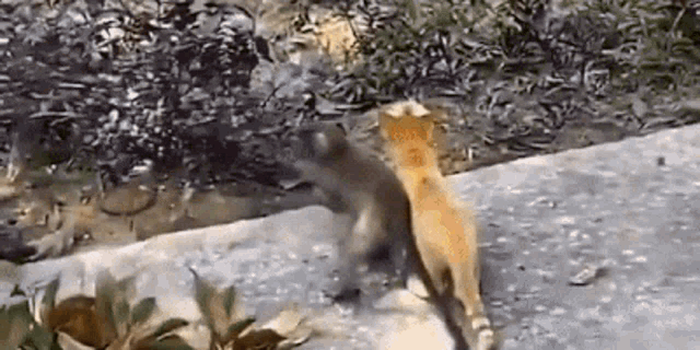 https://c.tenor.com/aHMANWaT3UgAAAAd/cat-monkey.gif