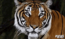worldwildlifefund wwf unimpressed tiger animals