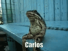 Carlos Carlitos GIF - Carlos Carlitos Carlos Frog GIFs