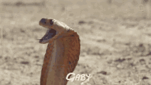 Gaby Snake GIF - Gaby Snake GIFs