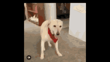 Dog Perro GIF - Dog Perro Dancing Dog GIFs