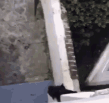 Cat Cat Climb GIF - Cat Cat Climb Cat Climbing GIFs