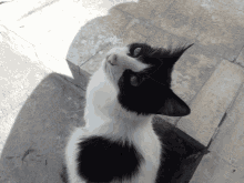 Cat Cute Cat GIF - Cat Cute Cat Hi Hooman GIFs