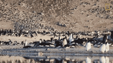 Many Penguins Continent7 GIF - Many Penguins Continent7 Antarctica GIFs