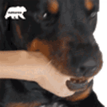 rottweiler playing bite cute adorable