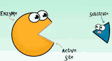 Enzyme Active Site GIF - Enzyme Active Site Substrate GIFs