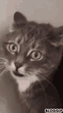 Shaking Charging GIF - Shaking Charging Cat GIFs