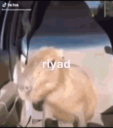 Riyaad GIF - Riyaad GIFs