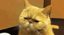 Ağlayan Kedi GIF - Aglayan Kedi Uzgun GIFs
