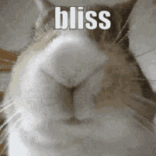 Blissimply GIF - Blissimply GIFs