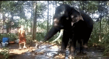 elephant senthil