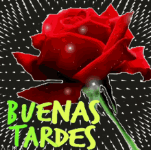 Buenas Tardes Rose GIF - Buenas Tardes Rose Flower GIFs