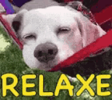 Relaxe, Tranquilo, Na Paz, Cachorro, Rede GIF - Relax Calmdown Dog GIFs