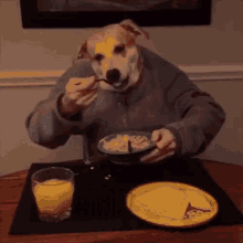 anjing rakus makan enak sereal