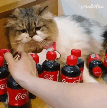 Coca Cola Biting GIF - Coca Cola Biting Dont Steal GIFs
