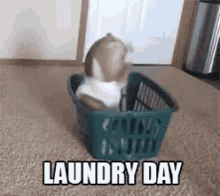 Laundry Day GIF - Cute Dogs GIFs