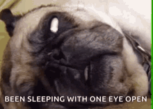 Dog Sleep GIF - Dog Sleep Funny GIFs