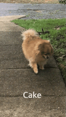 darwin is cake darwin zacks dinner ratdog pomeranian darwin is cake darwin zacks dinner ratdog pomeranian