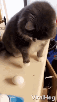Cat Throwing Egg Viralhog GIF - Cat Throwing Egg Viralhog Cat Launches Egg Across The Kitchen GIFs