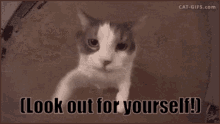 Enemy Cat GIF - Enemy Cat GIFs
