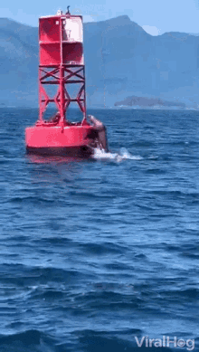 Jump On Buoy Seal GIF - Jump On Buoy Seal Jump GIFs
