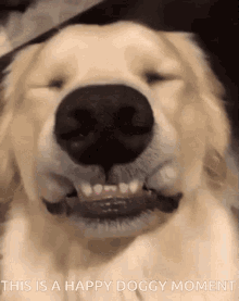 Happy Doggy GIF - Happy Doggy Moment GIFs