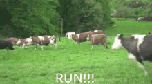 Cows Running Away GIF - Cows Running Away Moo GIFs