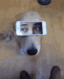 Iphone GIF - Iphone Dog Lol GIFs