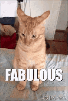 Fabulous Gay GIF - Fabulous Gay Fabulous Cat GIFs