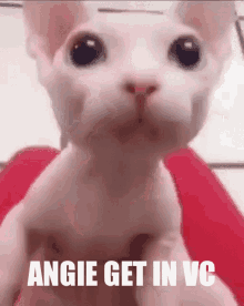 Bingus Angie GIF - Bingus Angie Vc GIFs