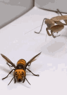 murder hornet mantis wasp eat predator