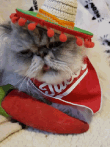 Taco Cat GIF - Taco Cat Tuesday GIFs