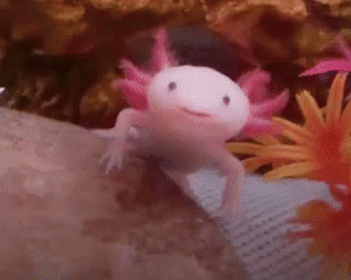 Happy Smile GIF - Axolotl Smile Happy GIFs
