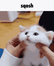 Sqosh Cat GIF - Sqosh Cat Squish GIFs