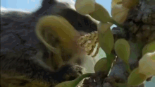 This Must Be The Monk Of Monkies. GIF - Monkey Eating Nectar GIFs